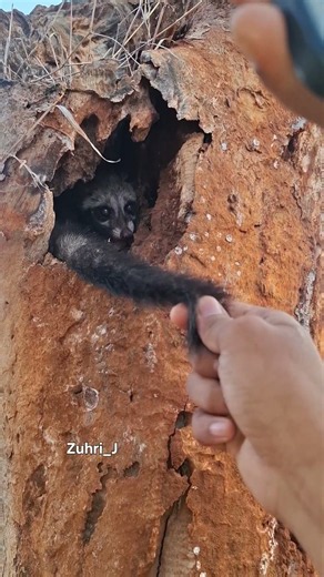 This weasel doesn't want to come out