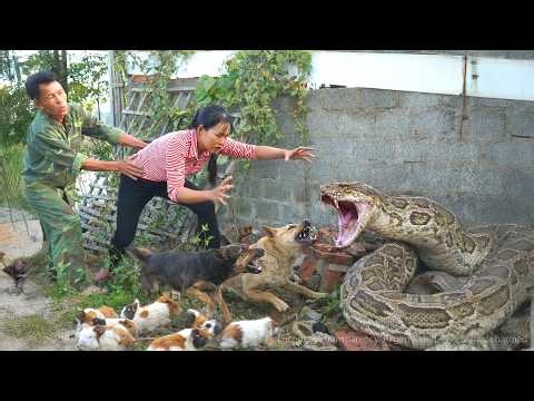 72 Hours of Terror 😱 Giant Python THREATENS Girl – Hero Dogs Fight Back to Save Her! NO ESCAPE!🐍
