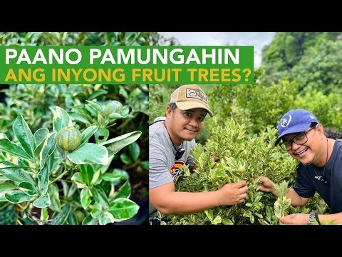 Gumanda ang Buhay Dahil sa Fruit Tree Seedlings Nursery - Negosyo sa Kanyang Bakuran Mismo!
