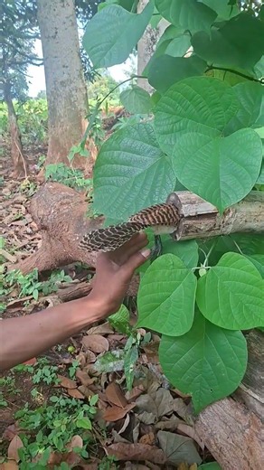 batik bird trapped in bamboo hole #nature #shortsviral