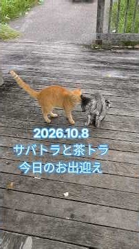 2026.10.8 サバトラと茶トラ 今日のお出迎え