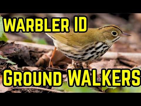 Warblers That Walk Instead of Hop | Identify Warblers by Behavior
