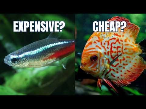 Ranking Fish By True Cost to Keep (Pet Stores Hide This)