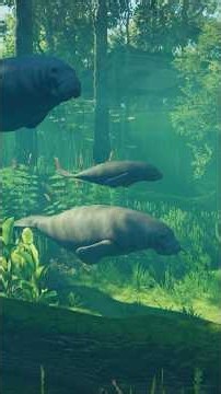 New Animal Spotlight: West Indian Manatee