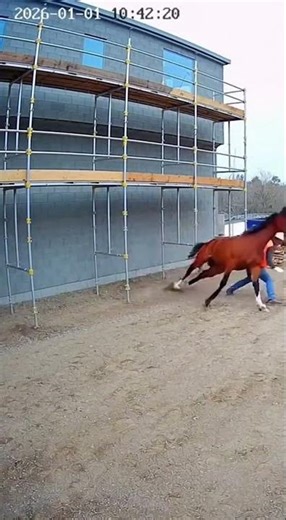 Horse pushed a construction worker away from falling scaffolding #horses #horses #usa #viral #shorts