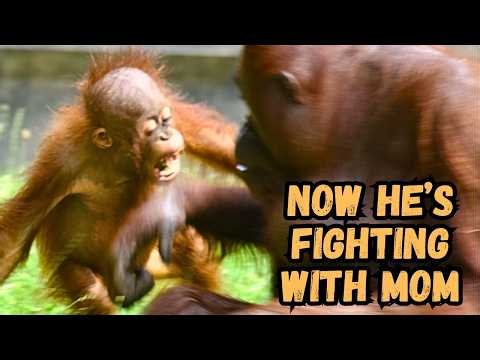 Baby Orangutan Is Now Fighting His Mom