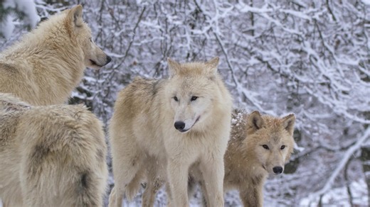 Rare moment arctic wolves gather in a snowy forest