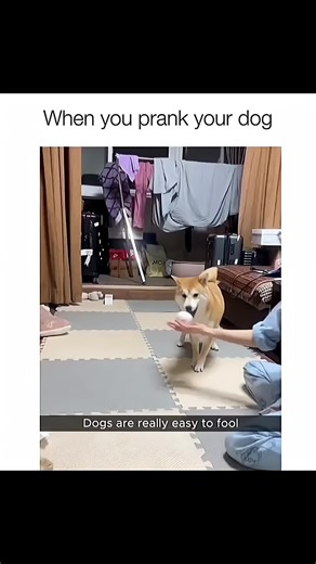 Adorable and Hilarious Dog Compilation