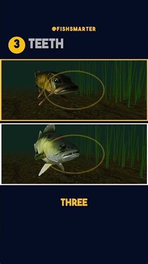 Pike or Zander? How to Tell #shorts