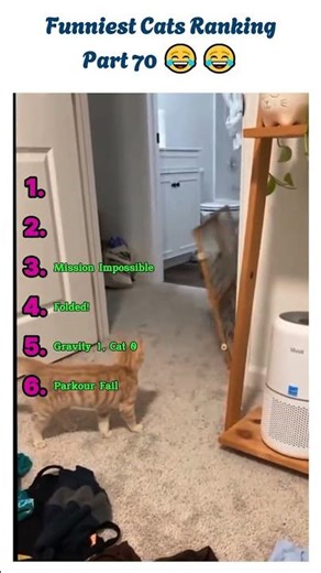 Hilarious Cat Fails: Top 6 Funniest Moments! (Part 70)