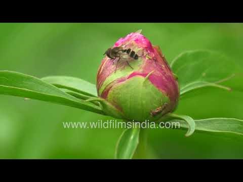 Hoverfly on a Peony Bud: Nature’s Harmless Pollinator
