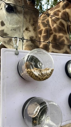 Ever wonder what enrichment time for a giraffe might look like? 🦒 With a tongue that can reach 21 inches long, giraffes are built to access hard-to-reach snacks - usually leaves at the top of trees. While our giraffe group has access to browse, our animal care team likes to offer them some novel ways to use that long tongue, like with this jar filled with some of their usual diet! 📸Thank you to Africa keeper Lindsay for this footage! | Brevard Zoo