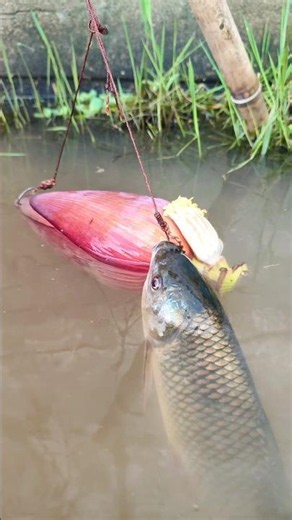 Unique big fish trap with banana and chicken #fishing #shorts