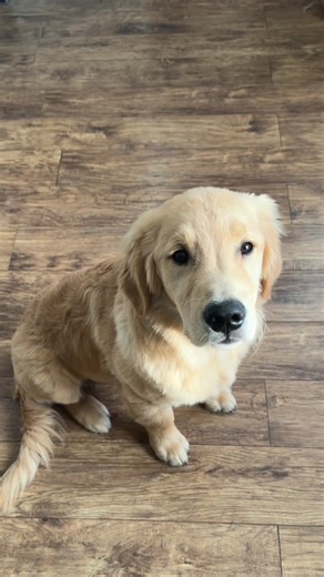 Monty is strutting into 2026 a confident good boi thanks to puppy class!🐾🐕 Start the new year off on the right paw with Puppy and Beginner training at PetSmart! Talk to a store associate or visit services.petsmart.ca/training to book now 🐶 #anythingforpets #petsmartcanada #dogtraining #puppytraining | PetSmart