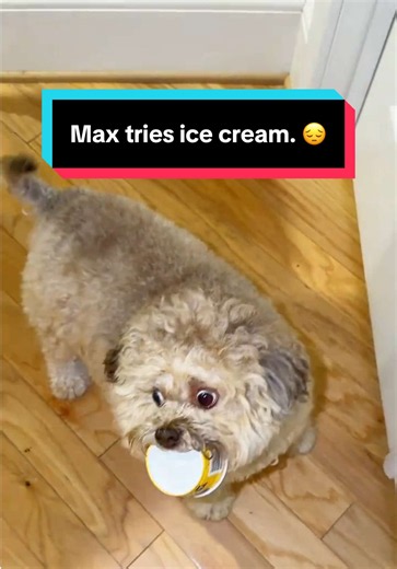 Dog Ice Cream First Time: How to Prevent Resource Guarding
