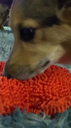 CORGIS CANT GET ENOUGH OF NEW TOYS!!!