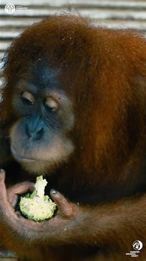 Orangutans Return to the Wild 🦧