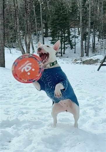 Support Animal Rescue with Discount Code BISCUIT20