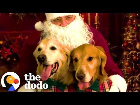Santa Came Early For These Very Good Dogs | The Dodo