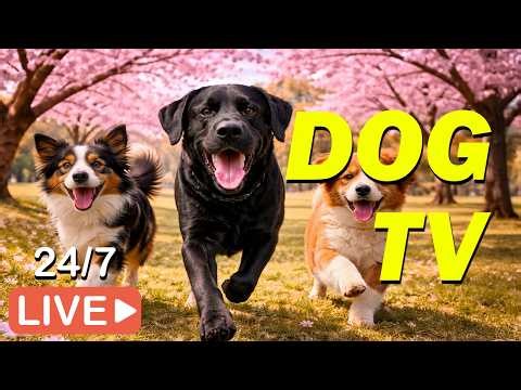 🔴 [LIVE] DOG TV: Anti-Anxiety & Boredom Relief Videos for Dogs to Watch Home Alone – Music for Dogs
