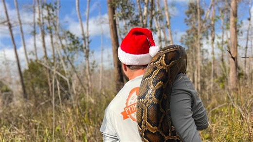 Naples Daily News on Instagram: "Discover how a wildlife biologist in Florida caught a 153-pound Burmese python in a Santa hat on Christmas Eve."