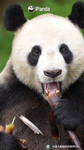 Soothing ASMR Of Panda Munching | iPanda #shorts