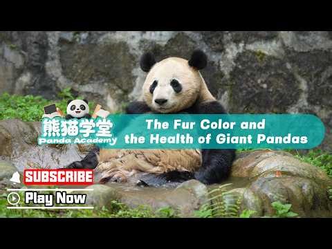 【Panda Academy】The Fur Color And The Health Of Giant Pandas | iPanda