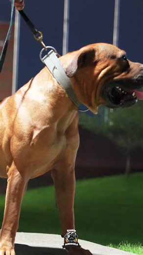 High Drive Boerboel at 18 Months #boerboels #protectiondogs #bigdogs