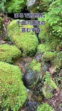 甲武信ヶ岳登山で出会った苔の森が素敵🟢千曲川源流で苔むす森を歩いた