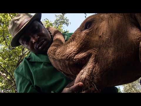 The Incredible Elephant Nursery