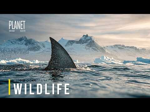 Deadliest Ocean Predators Revealed | Speed, Camouflage, and Lethal Instinct