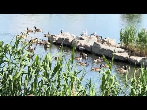 What's going on? This huge flock of geese has surrounded these rocks! 🤫