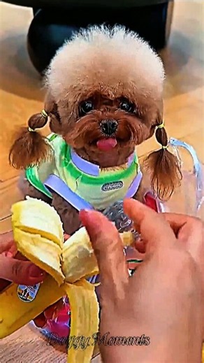 Puppy Spots a Banana and Gets His Sweet Treat 🍌🐶❤️#shorts