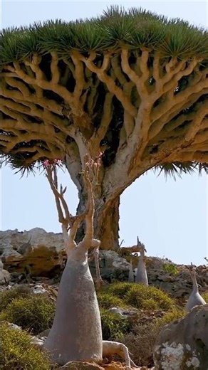 Socotra Island — the Most Alien Place on Earth #travel #lostpoint