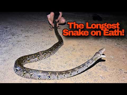 The BIGGEST SNAKE I've ever seen! Wild Reticulated Python in Krabi
