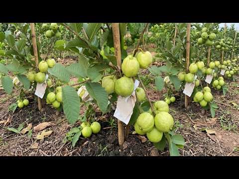 🔴LIVE: 🍐How to Propagate Guava Tree - The 100% Success Method🌱