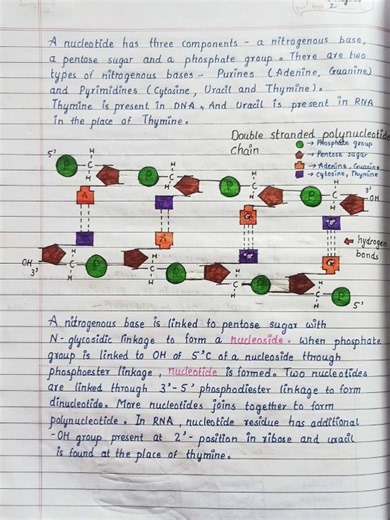 Molecular Basis of Inheritance Notes | DNA & RNA Explained | NEET 2027 | Class 12 Biology Chapter 6