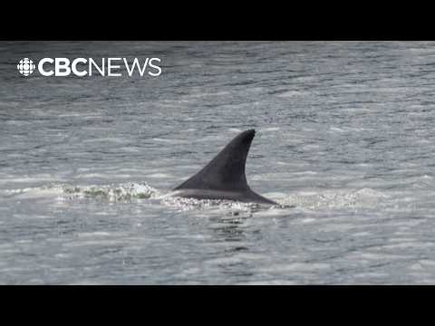 'It's extremely rare': tropical dolphins spotted near Vancouver Island