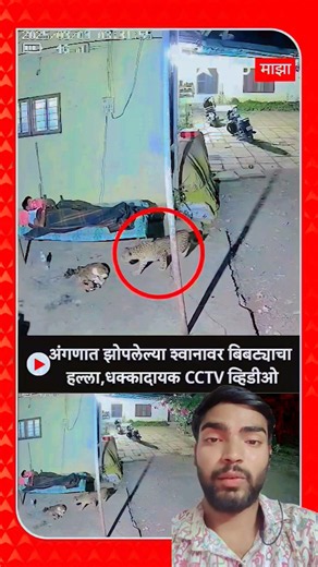 🐆 #tiger #dog #animals #cctv