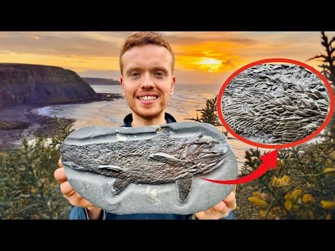 We Found a Fossil Fish With Incredible Scales! 