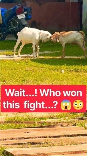 Amazing Fight Between Two Goats! 🔥 😱 #cute #trending #goat #crazy #animals #amazing #shorts #viral