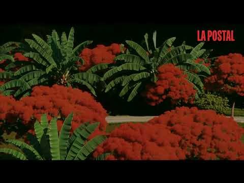 Daddy Yankee  + Myke Towers - Se Va (Official Visualizer)