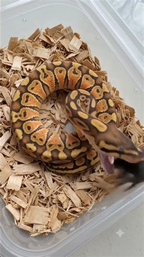 Black Mouse vs Ball Python 🐍