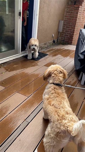Dog siblings reunite after being adopted by different owners