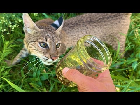 I Fed Wasps and Gasoline to My Bobcat