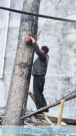 Bucking the Grain: How Reverse Chainsawing Tames Timber