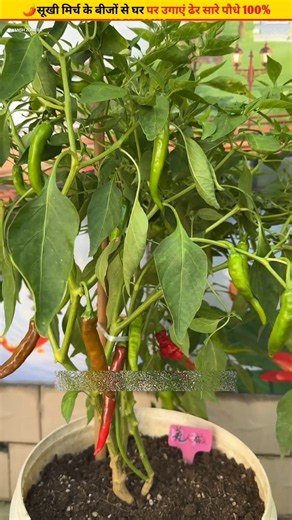 🌶️Learn the right way to plant chillies in a pot #growth #seeds #gardening