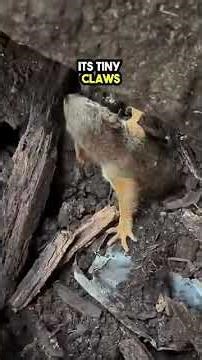 This Guy found Lost Baby Squirrels and Rescued them 😲❤️