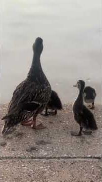 Mother and ducklings wake up at Dallas City Hall