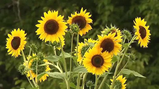 Spring planting season is here: What Middle Tennessee gardeners should (and shouldn't) do right now